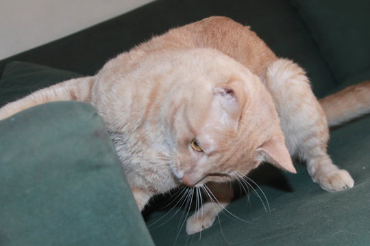 cat doing pranks on the sofa