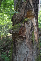 Stare drzewo w puszczy białowieskiej, Białowieża, Polska