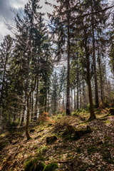 Fototapeta na wymiar Waldidyll in Thüringen am Rennsteig