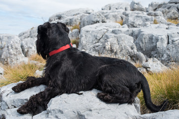 standard schnauzer laying on a stone in autumn