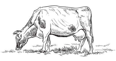 Vector hand drawing cow2 © alinart