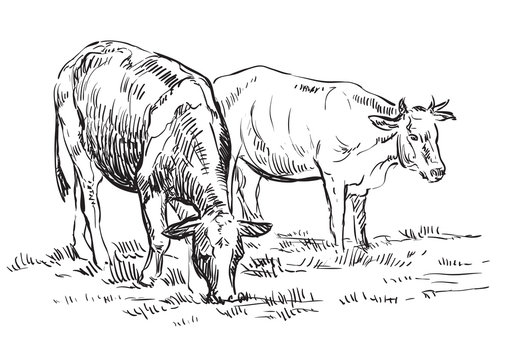 Vector hand drawing cows