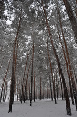 forest in winter