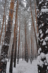 forest in winter