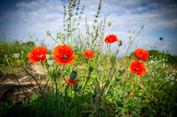 Obraz premium Kwiat czerwonego maku w polu maków. Kwiat czerwonego maku w polu wśród traw. Pszczoła zbierająca pyłek na czerwonym maku.