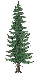Fototapeta premium Spruce, drawing