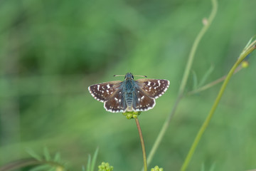 Hesperiidae / Kızıl Zıpzıp / / Spialia orbifer