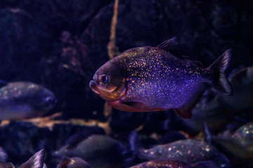 Fish Common Piranha Pygocentrus nattereri