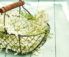 Wire basket filled with fresh white elderflowers