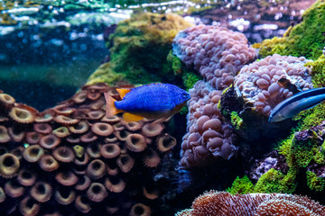 Fish Antias lyretail Pseudanthias squamipinnis