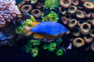 Fish Antias lyretail Pseudanthias squamipinnis