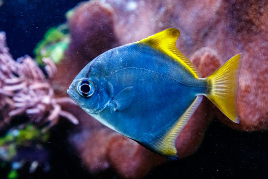 Monodactyl Silver Fish - Monodactylus argenteus