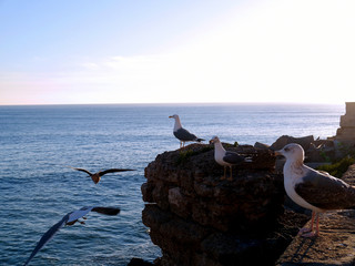 Fototapeta premium Seagulls in the bay of Cadiz, Andalusia. Spain. Europe