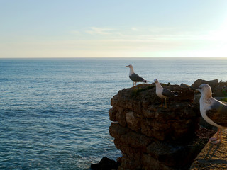 Fototapeta na wymiar Seagulls in the bay of Cadiz, Andalusia. Spain. Europe
