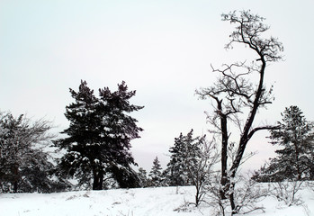 Pine trees covered with snow on frosty evening. Beautiful winter forest landscape at snowfall