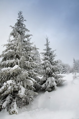 Beautiful winter landscape for the background, pine covered with snow, Christmas cards, Carpathian Mountains