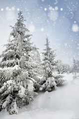 Beautiful winter landscape for the background, pine covered with snow, Christmas cards, Carpathian...