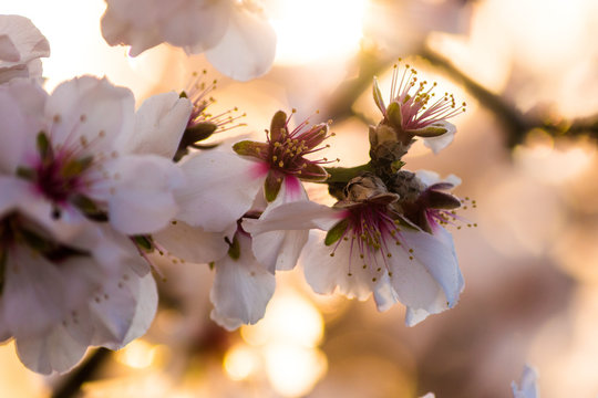 almond flower
