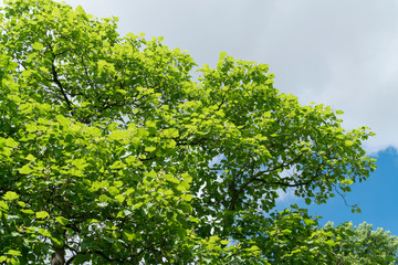 Baumkrone im Frühling
