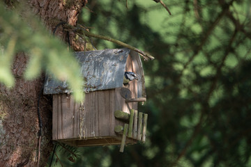 Blau Meise am Nistkasten mit Futter im Schnabel