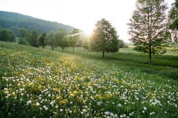 Wiese im Thüringer Wald im Morgenlicht