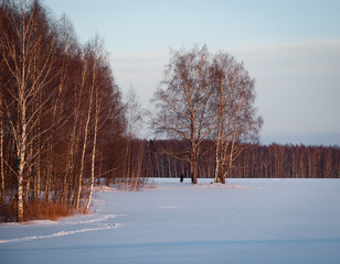 Winter landscape with a wild nature: birches, xmas trees, pines, etc.