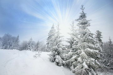 Obraz premium Beautiful winter landscape for the background, pine covered with snow, Christmas cards, Carpathian Mountains