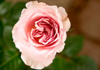 pink rose in the garden