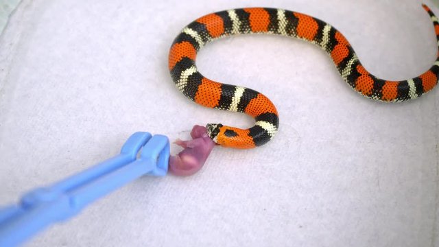 Tricolor Hognose snake getting mouse from tongs as it pushes its mouth over the body of the pinky to get a hold and swallow it.