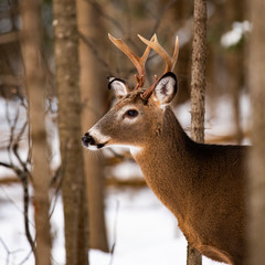 A whitetail deer buck portrait in the Adirondacks.