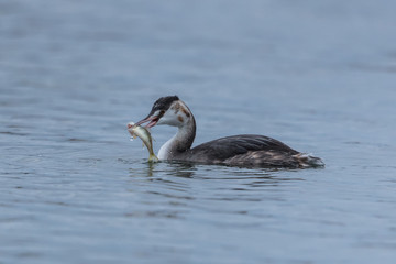 Haubentaucher mit beute