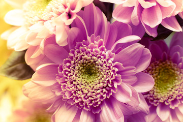 Pretty Chrysanthemums Closeup