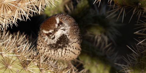 A cactus wren looks up from his spiny home in Tucson, Arizona