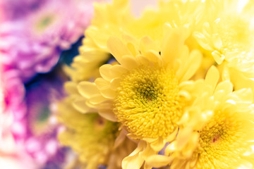 Pretty Chrysanthemums Closeup