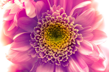 Pretty Chrysanthemums Closeup