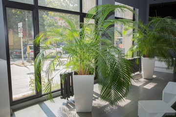 Vases in a row . Green plant pot next the window in the morning . Decorative Areca palm. Indoor flower pots plants, large .