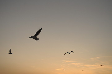 Fototapeta na wymiar flock of birds flying in blue sky at sunset