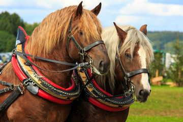 Doppelportrait Pferde
