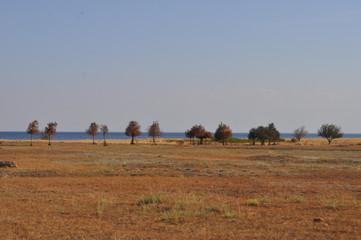 Obraz premium cows in a field