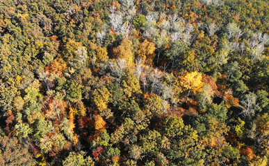 Autumn forest aerial landscape