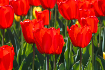 Plantation of red tulips on a Sunny day. Floral background of red tulips in the garden. Tulips in full bloom