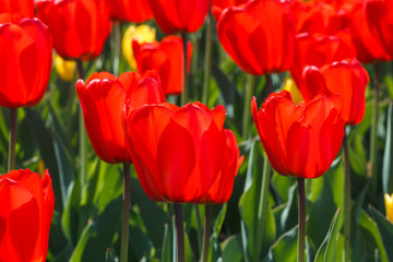 Obraz premium Plantation of red tulips on a Sunny day. Floral background of red tulips in the garden. Tulips in full bloom