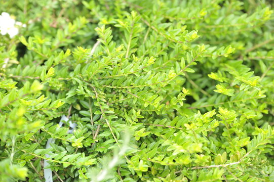 Lonicera Nitida