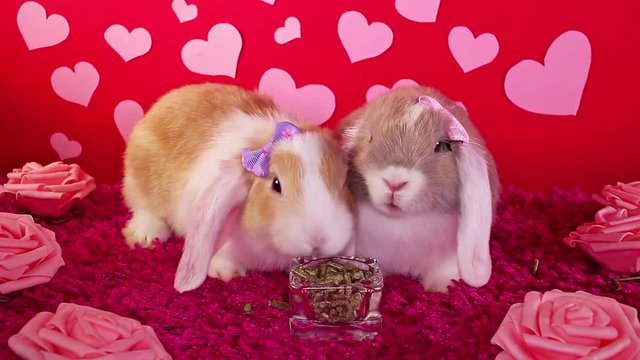 Valentines day valentine s animal pet cute animals pets concept