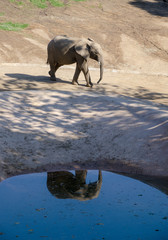 Obraz na płótnie Canvas Sweet Baby Elephant with Reflection in Pond