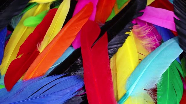 Colorful rainbow bir feathers seamless looping background closeup video