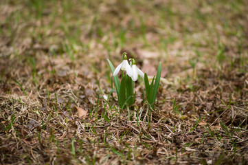 snowdrop, park, spring, grass, green, flowers, primrose
