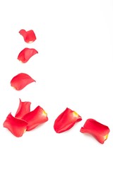 Red rose petals in L shape