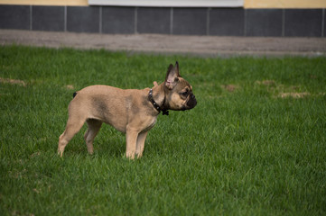 dog, park, spring, day, heat, grass, french bulldog
