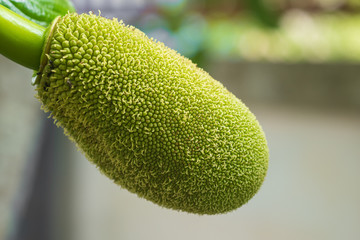The small green jackfruit on the tree has a blurred background.